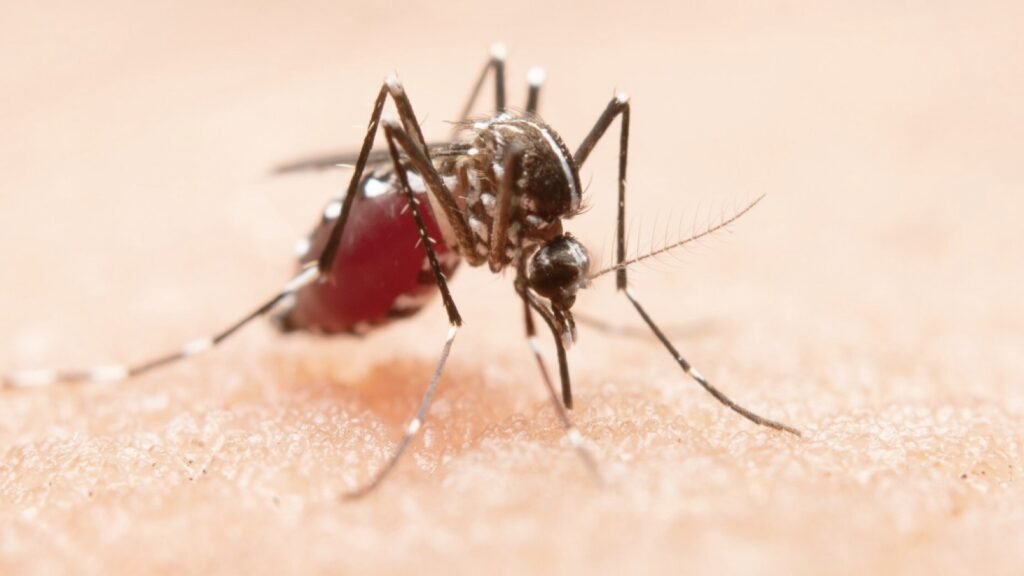 Mengenal Demam Berdarah Dengue: Gejala, Tingkatan, dan Pencegahannya